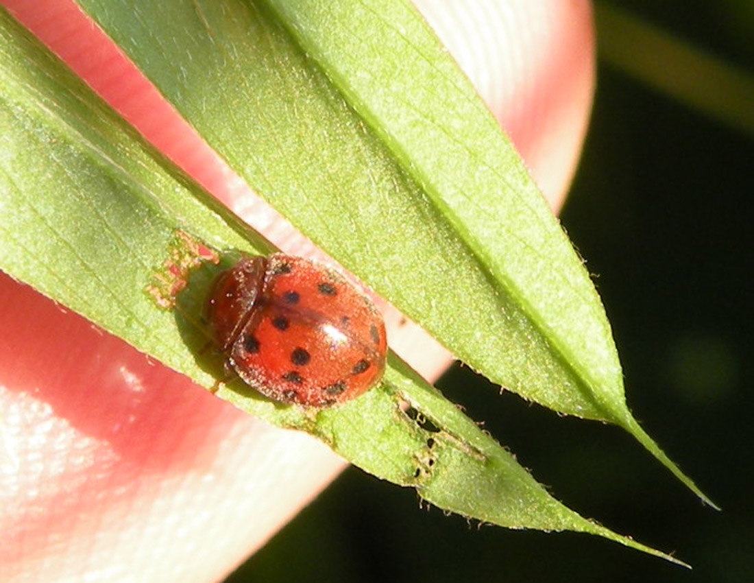 Subcoccinella vigintiquatuorpunctata